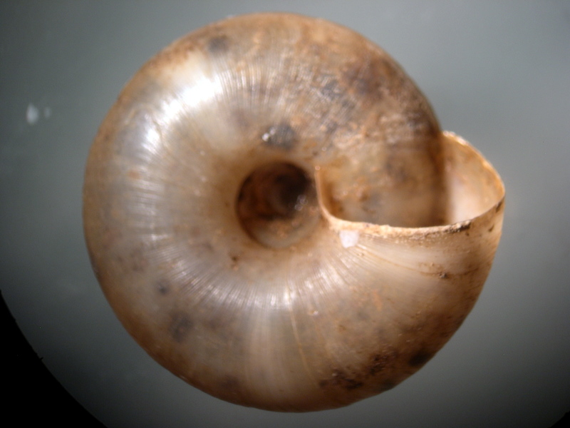 Aegopis gemonensis  (Férussac, 1832)